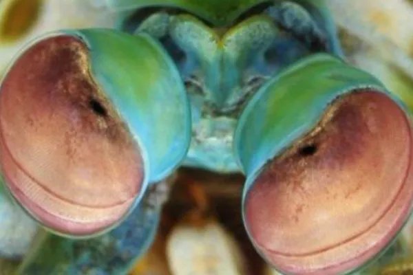 十大最奇特的动物眼睛