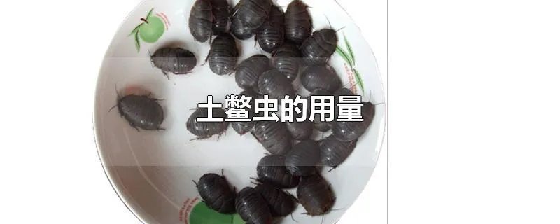 土鳖虫的用量