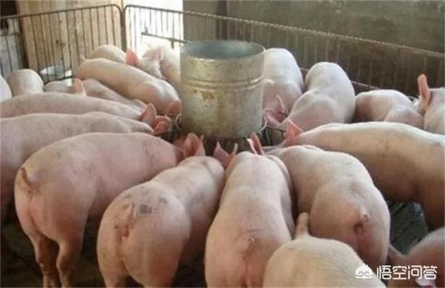 2018年下半年生猪价格走势