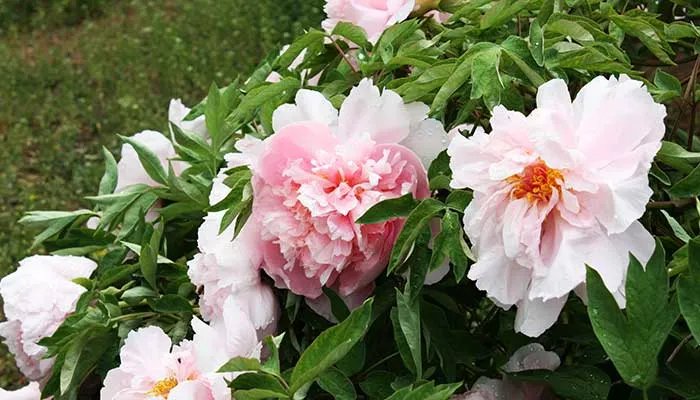 牡丹花什么时候开 牡丹花的开花时间