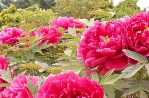 洛阳哪个牡丹园最好？具体说说可以吗？