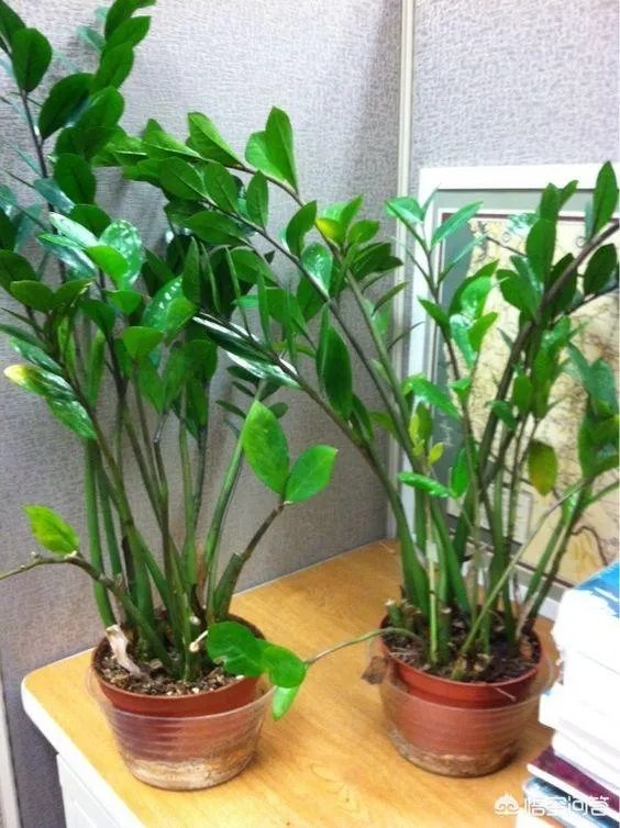 金钱树该怎么养？