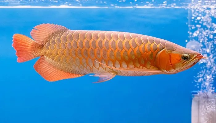 亲亲鱼怎么养 养亲亲鱼需要什么