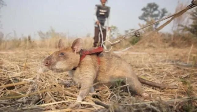 非洲巨鼠可以当宠物吗 世界上最大的老鼠非洲巨鼠为什么能探雷