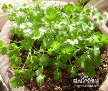 香菜种植