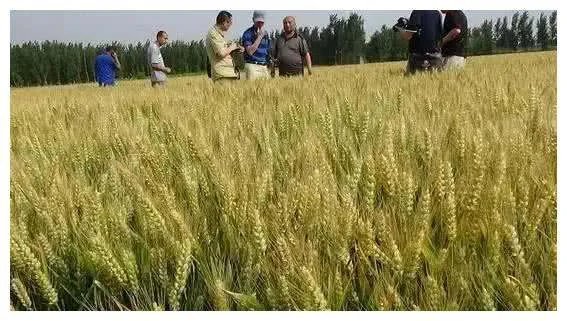 今年小麦是多少钱一斤？