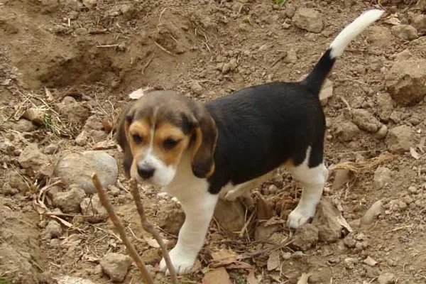 比格犬智商是怎么排名的？