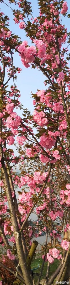 女孩子经常拍花的照片给我看是什么意思？