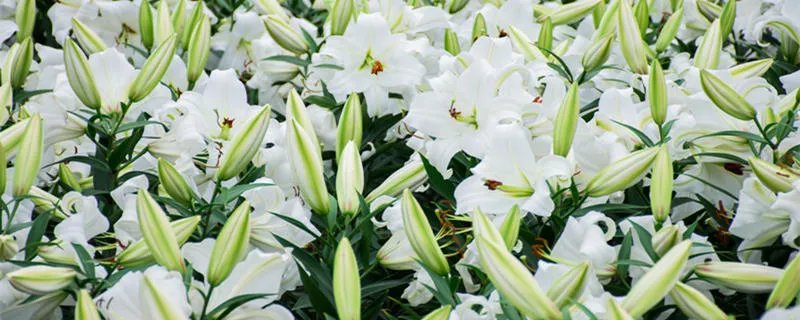 花的启示给了你什么启示 从《花的启示》文章中你收到什么启示