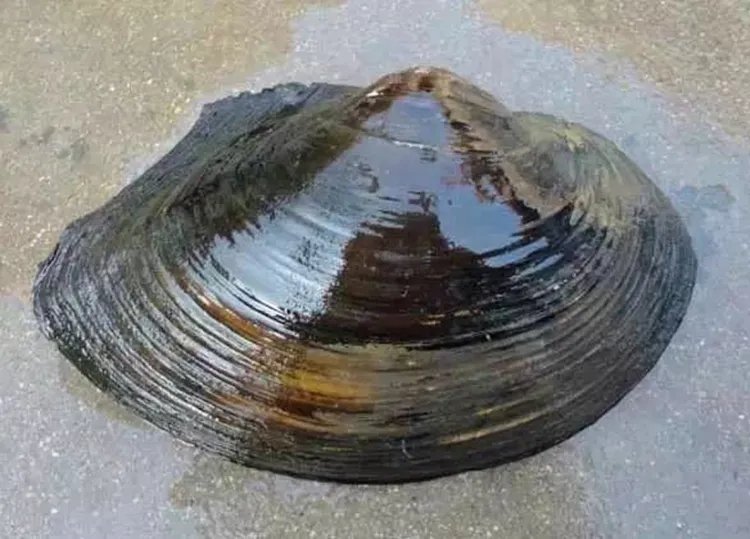 河蚌的功效与作用