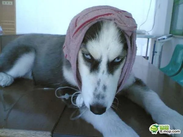 求一张哈士奇狗翻白眼瞪人的搞笑图片。