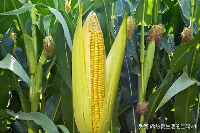 农产品加工项目，有什么工艺项目能加盟吗？