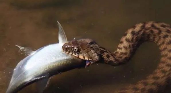 世界上最快的蛇，钓鱼蛇捕鱼速度0.001秒