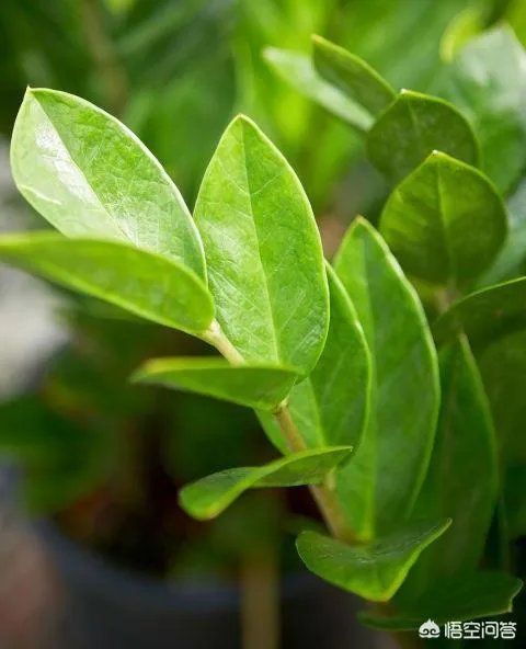 金钱树该怎么养？