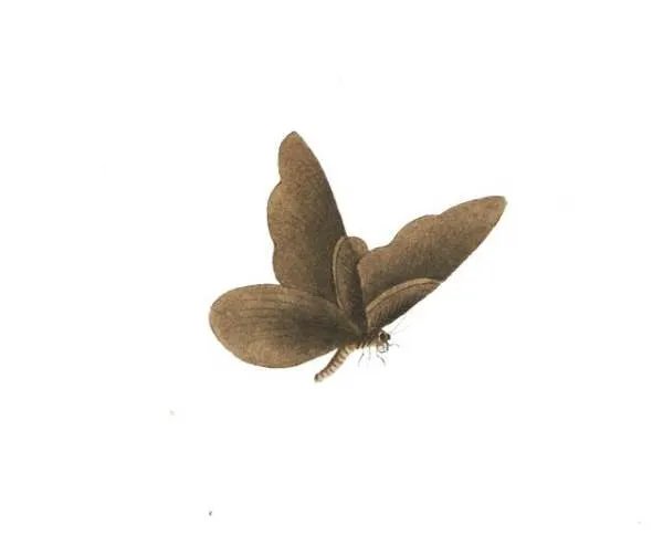 飞蛾扑火的含义