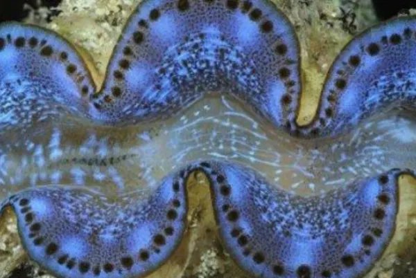 十大最奇特的动物眼睛