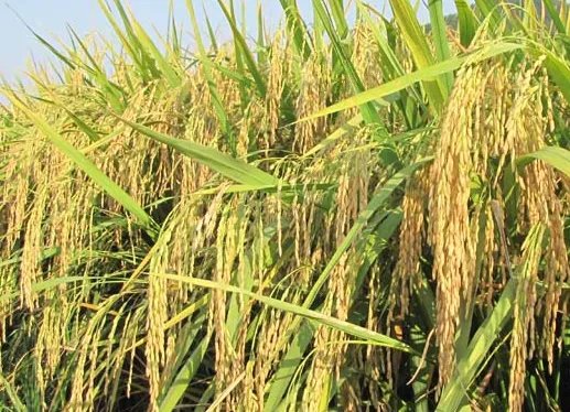 1259是什么意思？