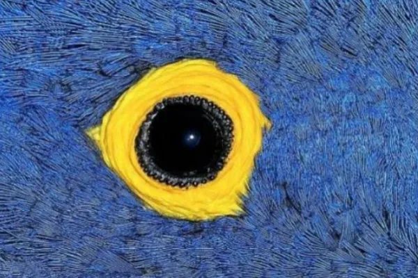 十大最奇特的动物眼睛