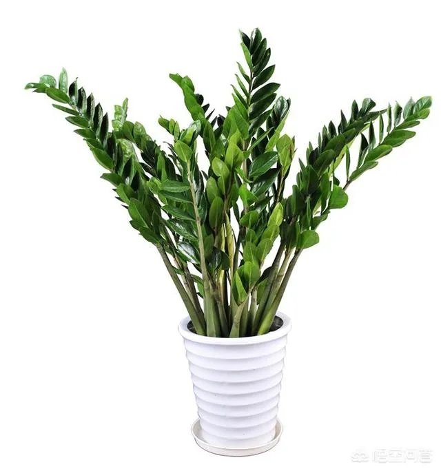 金钱树该怎么养？