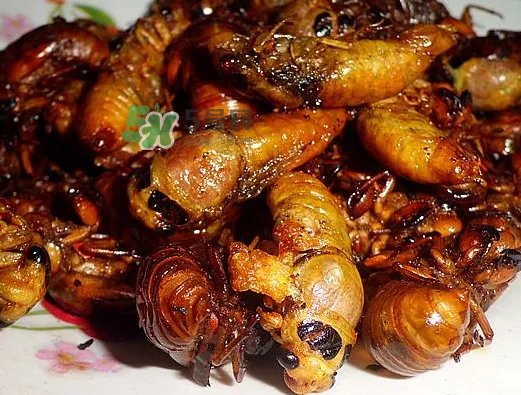 知了龟能吃吗_知了龟有毒吗_知了龟的营养价值