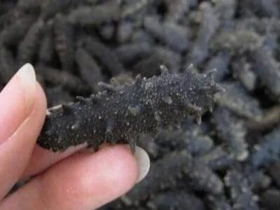 半干海参怎么保存