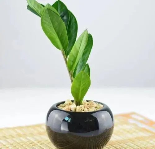 金钱树该怎么养？