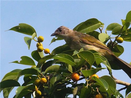 榕树果有毒吗 榕树果的三个重要价值介绍