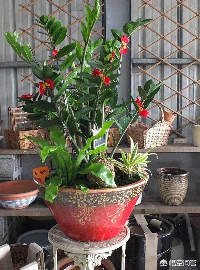 金钱树该怎么养？