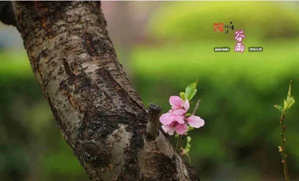 谷雨后面是什么节气 谷雨下一个是什么节气