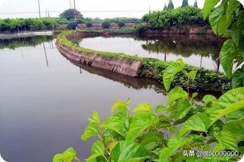 鱼塘怎样设计才好？