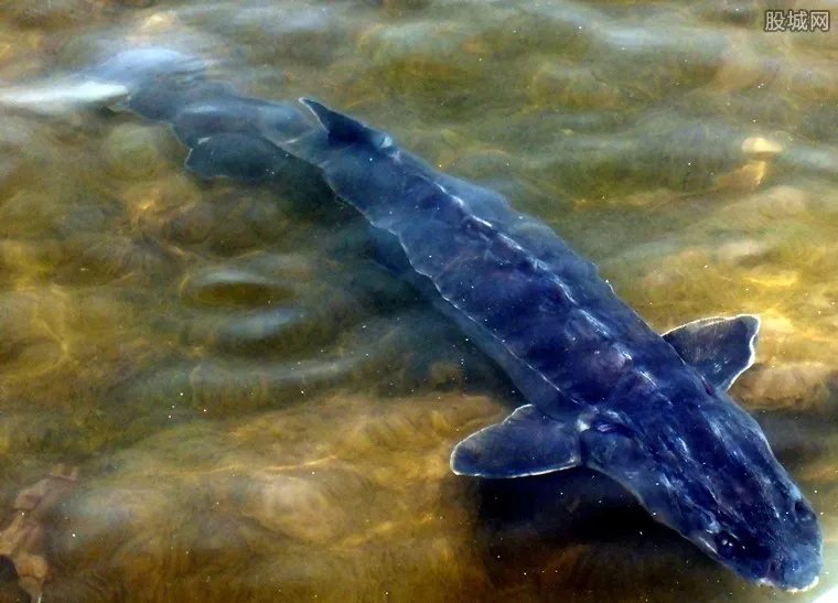 中华鲟多少钱一斤 中华鲟鱼价格和营养功效