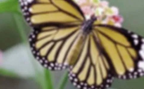 形容蝴蝶飞舞的句子