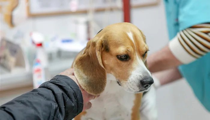 澳洲梗窝咳应该怎么办 怎么预防犬窝咳