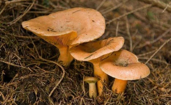 云南昆明一女子讲述吃菌中毒离奇幻觉，这是一种什么样的经历？