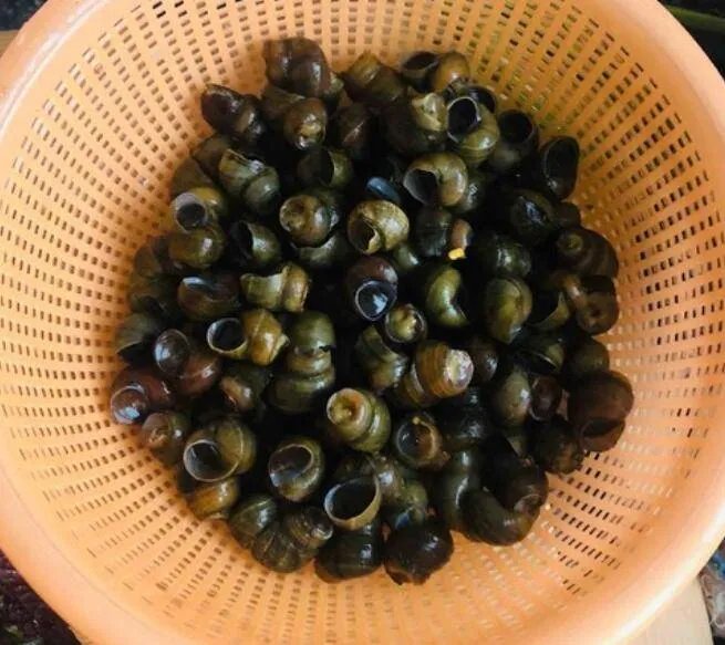 大螺丝怎么炒好吃