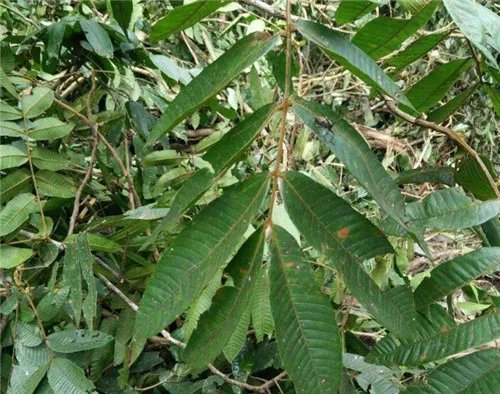 什么是金丝楠木 金丝楠木鉴别方法讲解