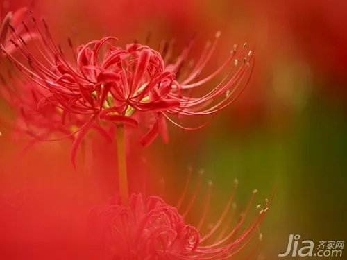 彼岸花的传说与花语 彼岸花的图片赏析