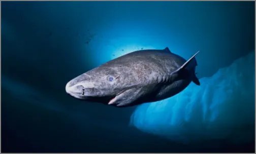 格陵兰鲨鱼寿命为什么这么长