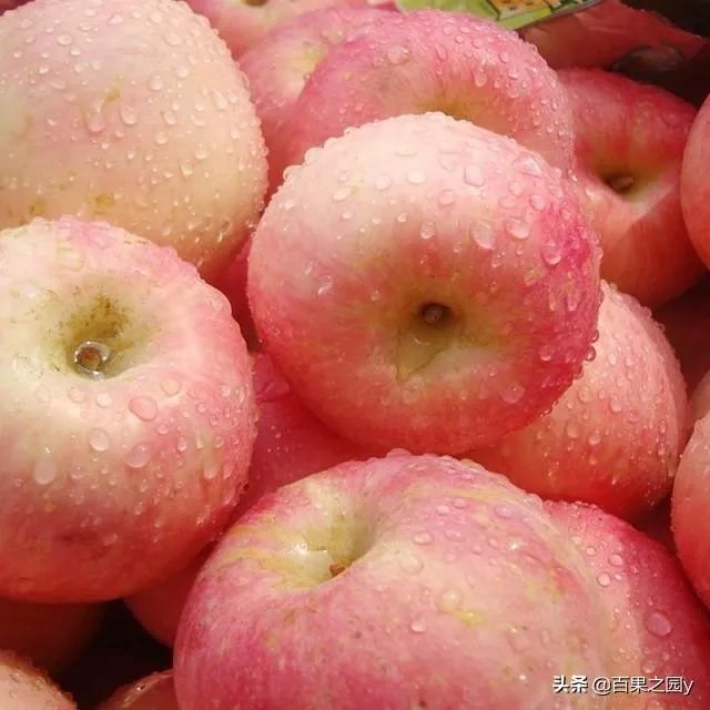 进入9月份了中晚熟水果陆续进入成熟采摘期，可是今年的水果价格怎么这么低？