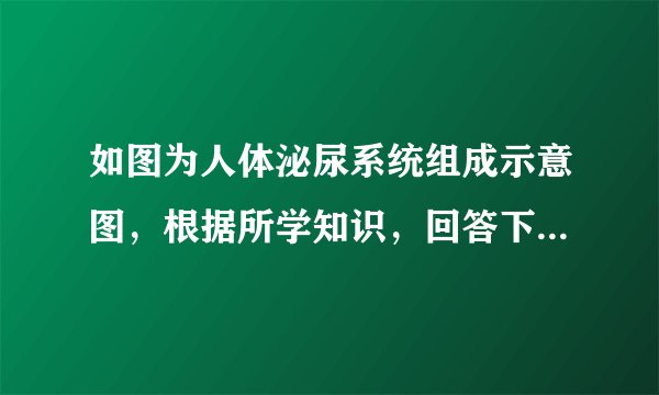 如图为人体泌尿系统组成示意图，根据所学知识，回答下列问题．（1）泌尿系统是由[①]______、[②]______