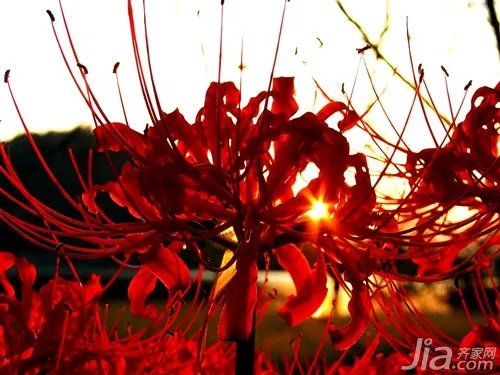 彼岸花的传说与花语 彼岸花的图片赏析