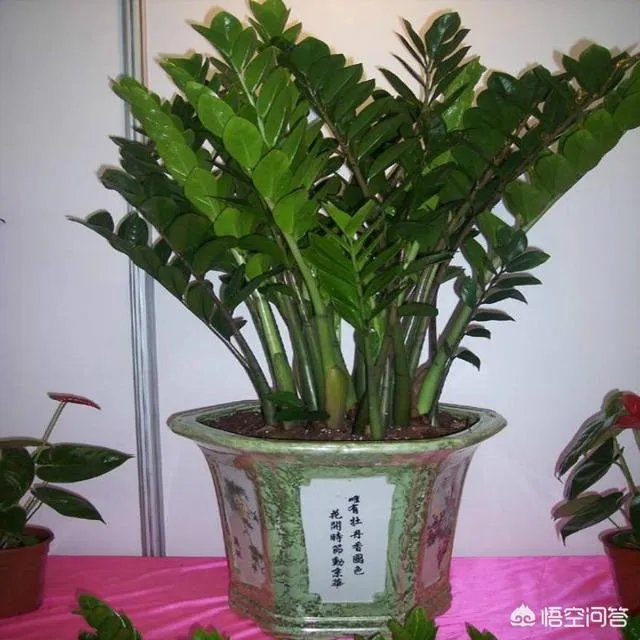 金钱树该怎么养？