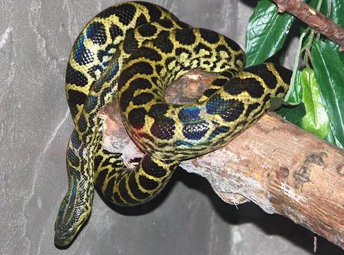 黄水蚺和绿水蚺的区别