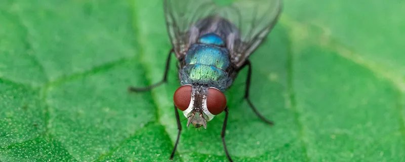 苍蝇怕什么