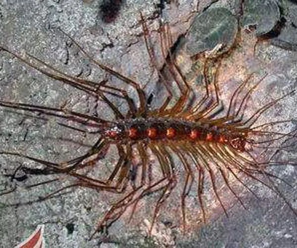 草鞋底子的虫子学名叫什么 会钻进耳朵里太恐怖了