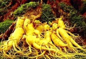 东北野山参怎么看年份？