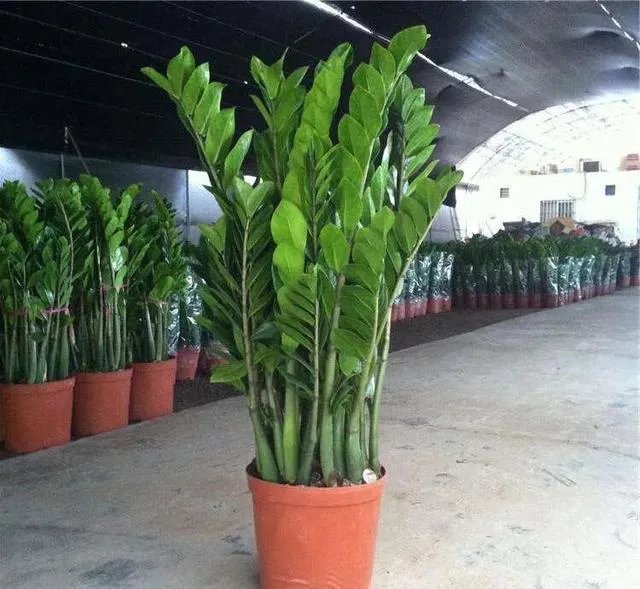 金钱树该怎么养？