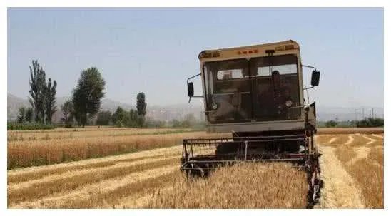 今年小麦是多少钱一斤？