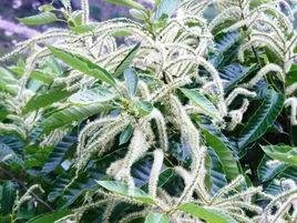 栗子花到底是什么样子的？