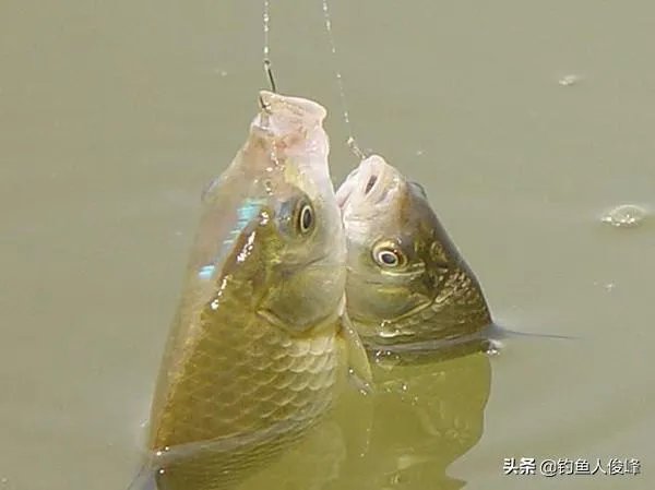 钓鱼望远镜多少倍最好？